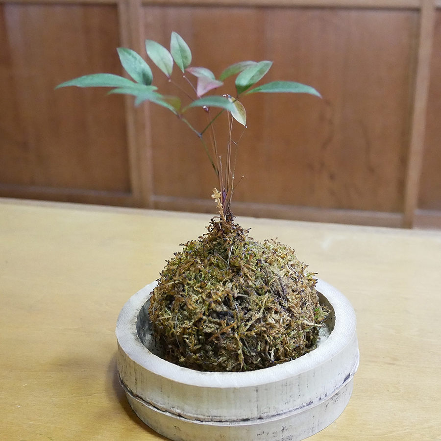 体験で作成される苔玉のイメージ