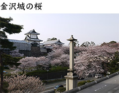 石川門の桜